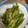 クック4JJMG3☆'s cooksnap of when they made 捨てないで☆つるむらさきの茎のきんぴら♪.
