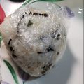 くっくぱー's cooksnap of when they made ＊大葉の香り♪胡麻入り塩昆布のおにぎり＊.