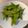 けちのしん's cooksnap of when they made モロッコいんげんのバターソテー.