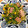 sniper0712's cooksnap of when they made 豆苗と厚切りベーコンの卵炒め♪.