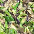 あおれんしゃー's cooksnap of when they made なす味噌(なすの甘味噌炒め).