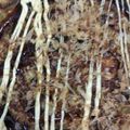 ささささ＆＊'s cooksnap of when they made 小麦も卵も使わない！もっちりキャベ焼き✨.