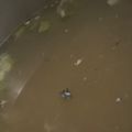MULA's cooksnap of when they made サバ缶の汁ですぐできるおつゆ.