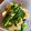 ∞ちぷ子∞'s cooksnap of when they made からし菜とあげの煮浸し.