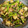 小栗虫子's cooksnap of when they made カブの塩こんぶ炒め.