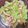 クックBC4UH2☆'s cooksnap of when they made 濃厚チーズカニカマサラダ♪至高のソース💖.