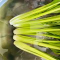 チェックのミニくま's cooksnap of when they made 水菜の洗い方♡(❊´︶`❊)｡۞·:.