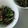 アクセル☆'s cooksnap of when they made 豆苗とトマトの和風サラダ♡.