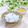 Satoco❋'s cooksnap of when they made さらし鯨のための「辛子酢味噌」.