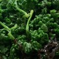 MULA's cooksnap of when they made パセリの塩昆布あえ 簡単✩大量消費.