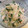 ゆるмαмα's cooksnap of when they made 蒸し鶏とかいわれのサラダ*明太マヨわさび.