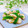 Satoco❋'s cooksnap of when they made ヤゲン軟骨とししとうの炒めもの.