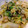 まめたん's cooksnap of when they made ＊旨味たっぷり♩白菜とツナの旨塩和え＊.