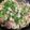 あっちゃんキッチン♪'s cooksnap of when they made 簡単メイン☆豚こま&もやしの蒸ししゃぶ.