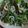 ＭＡＲＹ☆'s cooksnap of when they made ✿ほうれん草の海苔じゃこ和え（ナムル）✿.