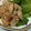 はらぺこうさぎ☆'s cooksnap of when they made 油はフライパン5mm！鶏むね肉の唐揚げ.