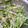 コロどろっぷ's cooksnap of when they made 簡単水菜と納豆の白和えサラダ.