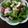 かわゆう1211's cooksnap of when they made 夏はエスニック風で☆タコのサラダ.