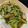 ٩(^‿^)۶'s cooksnap of when they made 小松菜と豚こま肉のピリ辛オイスター炒め.