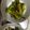 クックOBSDVC☆'s cooksnap of when they made なぜか絶賛される　ししとうの甘辛♪.