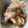 dollyj's cooksnap of when they made 梅酒の梅と鶏手羽あっさり煮.
