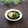 まろんかふぇ's cooksnap of when they made 菜の花のおろし和え.