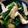 ばたみそーぱん☆'s cooksnap of when they made 鶏むね肉とほうれん草の胡麻和え.