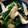 ばたみそーぱん☆'s cooksnap of when they made 鶏むね肉とほうれん草の胡麻和え.