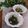 クックHG9V8Y☆'s cooksnap of when they made カブ・大根の茎と葉で☆なめし☆ふりかけ☆.
