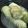 saki1010's cooksnap of when they made ダンナ絶賛！！ロール白菜.