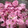 居酒屋アサティ's cooksnap of when they made 桜の花の塩漬け☆5.