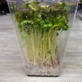 のんべぇヒロ's cooksnap of when they made かいわれ大根の一先ず保存はこれ！.