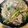 いぐれい's cooksnap of when they made 豚肉と小松菜の和風あんかけ春雨.