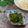 クックHG9V8Y☆'s cooksnap of when they made 菜の花バター炒め.