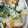 T△U's cooksnap of when they made さつまいもとりんごのDeli風サラダ.