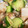 ピコ✿'s cooksnap of when they made *きゅうりと長いも*和えただけ♪.