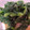 クックYG0ZKM☆'s cooksnap of when they made つる菜の胡麻和え.