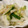 にゃつめ〜's cooksnap of when they made 大根と胡瓜のさっぱり梅サラダ.
