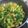 ももちゃんまこちゃん's cooksnap of when they made 小松菜と油揚げの煮浸し♪簡単だしが決めて.