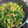 ももちゃんまこちゃん's cooksnap of when they made 小松菜と油揚げの煮浸し♪簡単だしが決めて.