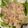 クック2DCB1D☆'s cooksnap of when they made 玉ネギ大量消費❀マヨ花ガツオ！.