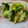mi-ko☆'s cooksnap of when they made おつまみ＆副菜に＊キャベツの簡単旨塩炒め.