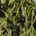 あゆたっくん's cooksnap of when they made 豆苗と生わかめのごま酢みそ和え.