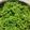 クックOQ216U☆'s cooksnap of when they made 正しい山椒の実の下ごしらえと保存方法.