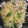 クックPFINLL☆'s cooksnap of when they made 和風パスタ●長ネギのペペロンチーノ風.