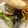 おげんげん☻'s cooksnap of when they made テリヤキハンバーガー☆ソース.