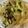 somedayママ's cooksnap of when they made 生でヤーコン食べよう！ご飯と食べよう！.
