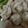た。そ。's cooksnap of when they made お弁当にも◎レンジで5分！簡単ネギ塩鶏.