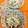 ★kokomama★'s cooksnap of when they made 大根とハムときゅうりの白だしサラダ.
