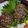 新妻あや's cooksnap of when they made 簡単@豚挽き肉と大葉のつくねバーグ.